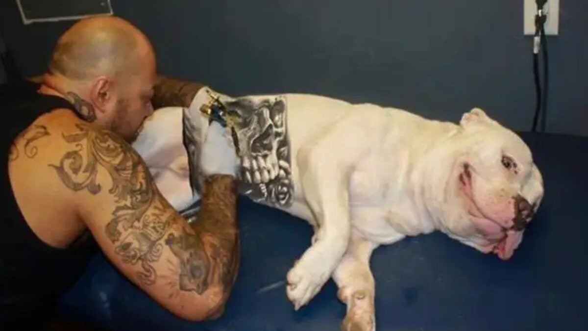 Câmara de Anápolis derruba veto à lei que proíbe piercings e tatuagens em animais